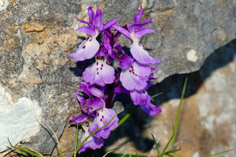 Orchis mascula subsp. ichnusae / Orchide di Sardegna